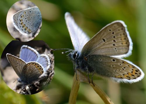 Réf. 89 007 : Plebejus idas