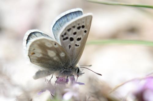Plebejus pyrenaica