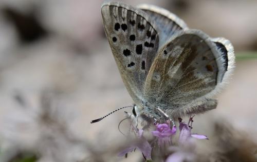 Plebejus pyrenaica