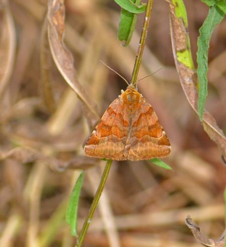 Euclidia glyphica