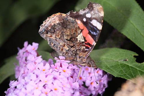 Vanessa atalanta