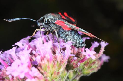 Zygaena filipendulae