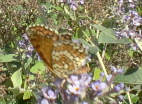 Melitaea cinxia