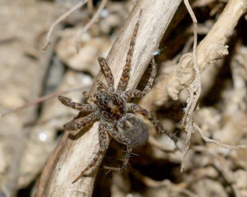 Pardosa sp.