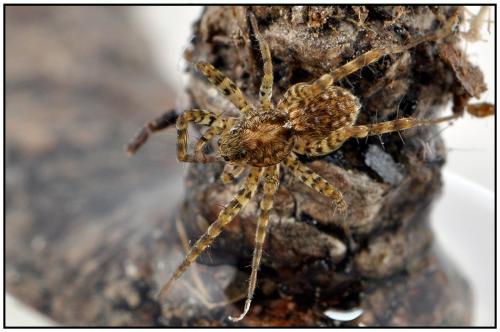 Pardosa sp.