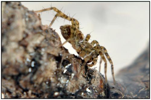 Pardosa sp.