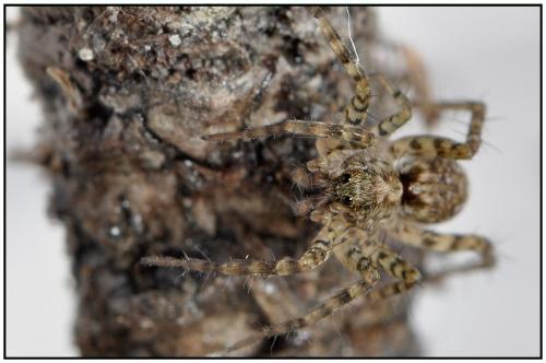 Pardosa sp.