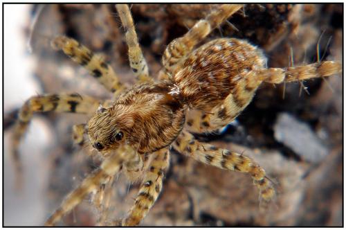 Pardosa sp.