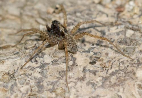 Pardosa sp.