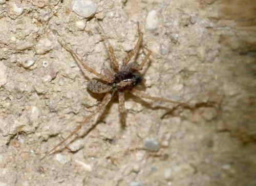 Pardosa sp.
