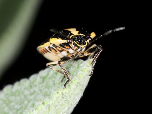 Eurydema oleracea