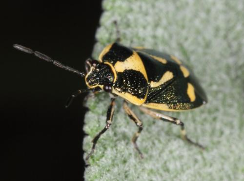 Eurydema oleracea