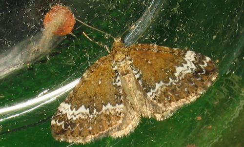 Réf. 89 075 : Perizoma alchemillata