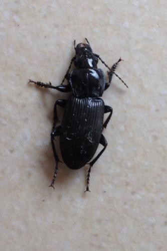 Pterostichus melanarius