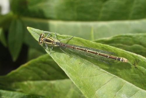 Erythromma lindenii