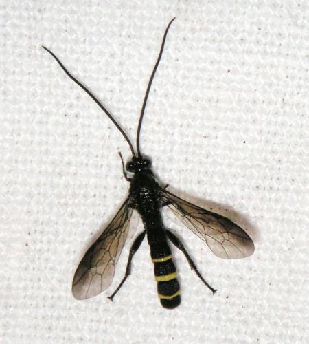 Réf. 89 705 : Metopius sp.