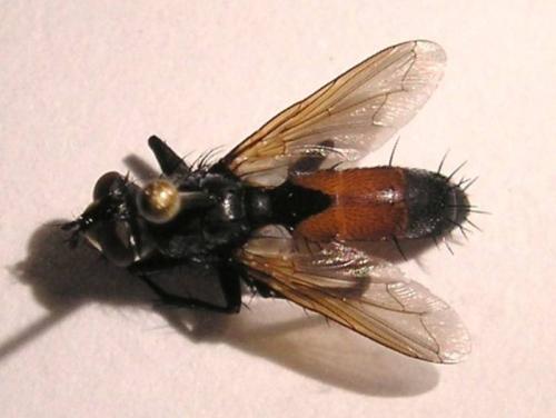 Cylindromyia sp.