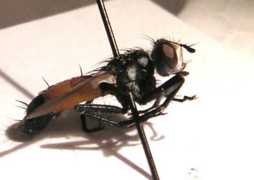 Cylindromyia sp.