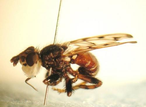 Myopa testacea