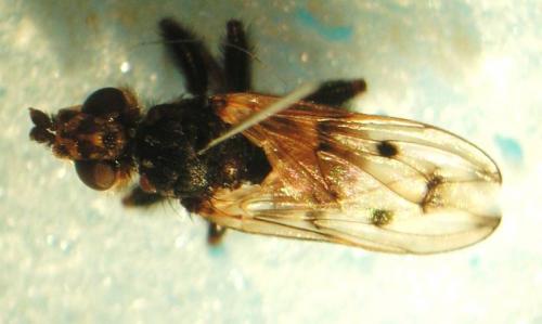 Réf. 89 187 : Myopa testacea