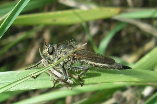 Réf. 89 591 : Machimus rusticus