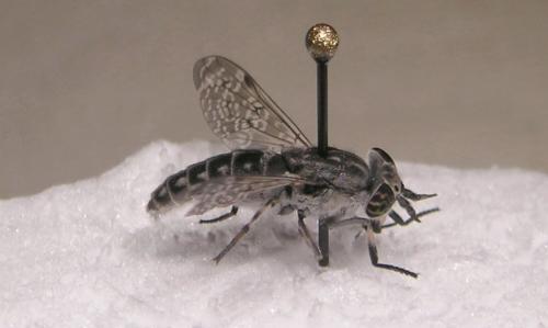 Haematopota sp.
