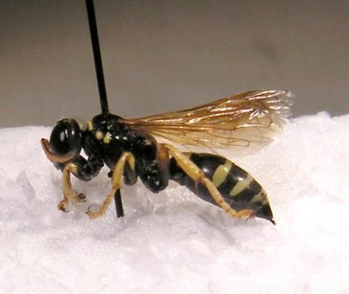 Gorytes quinquefasciatus