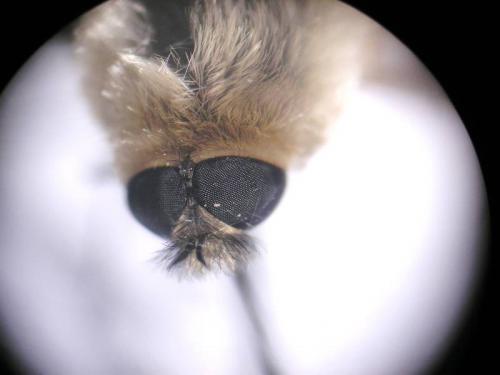 Réf. 89 038 : Systoechus sp.