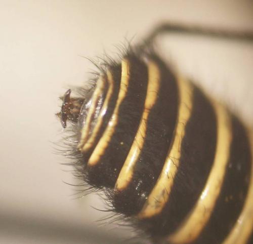 Lomatia sp.
