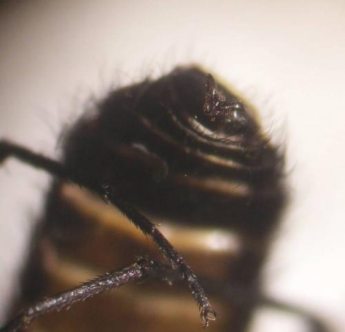 Lomatia sp.