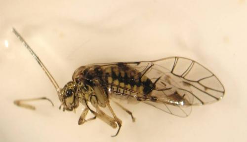 Psococerastis gibbosa