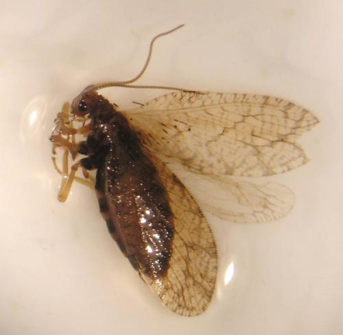 Micromus angulatus