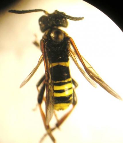 Tenthredo vespa