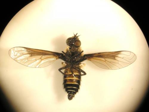 Lomatia sp.