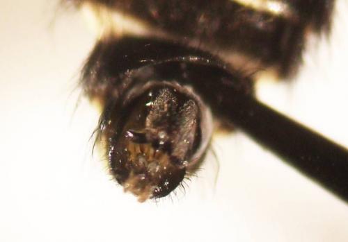 Lomatia sp.