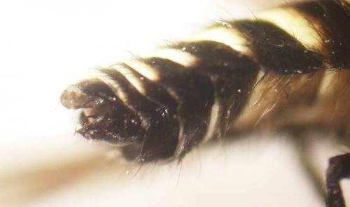 Lomatia sp.