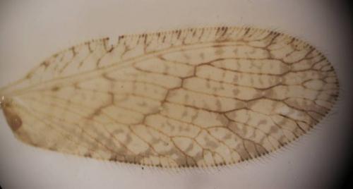 Micromus angulatus