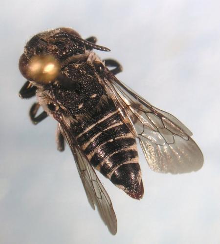 Réf. 89 601 : Coelioxys afra