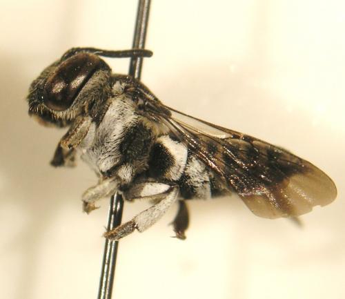 Réf. 89 602 : Coelioxys afra