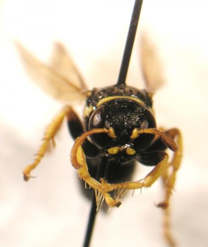 Réf. 89 720 : Gorytes quinquefasciatus