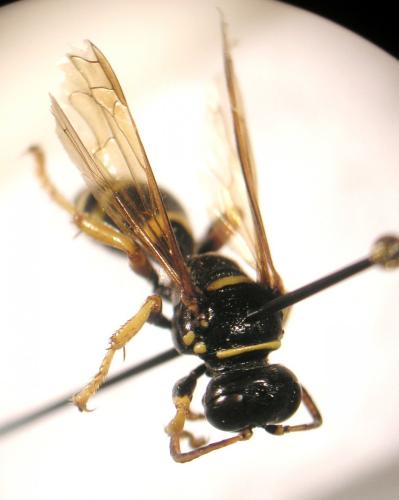 Réf. 89 783 : Gorytes quinquefasciatus