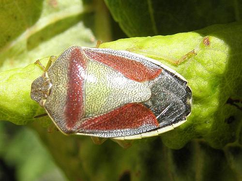 Réf. 89 371 : Piezodorus lituratus