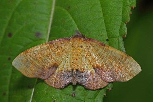 Plagodis dolabraria