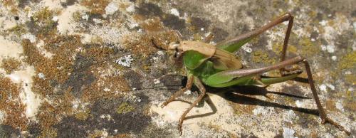Réf. 89 084 : Platycleis albopunctata