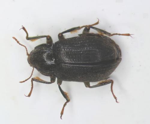 Limnius sp.