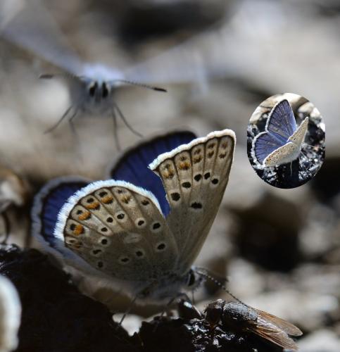 Polyommatus escheri