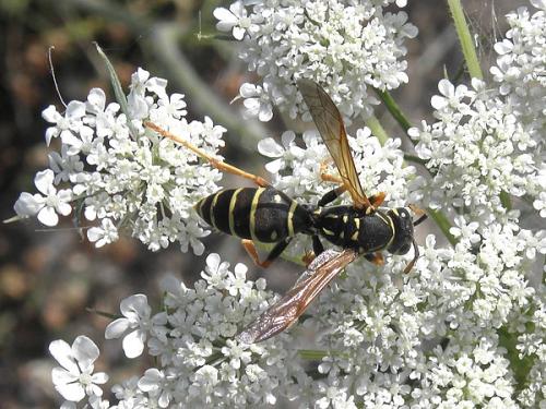 Réf. 89 315 : Polistes nimpha