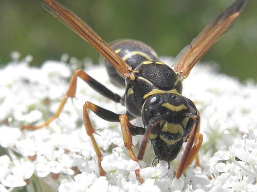 Réf. 89 316 : Polistes nimpha