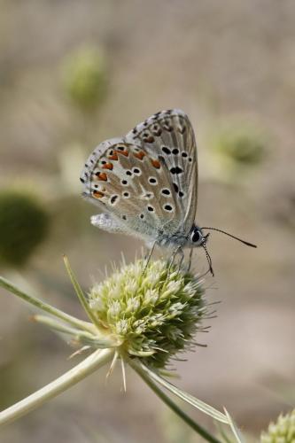 Polyommatus bellargus
