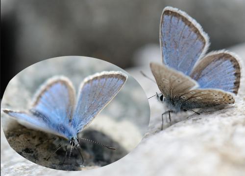 Polyommatus eros